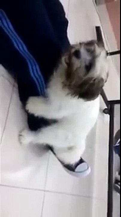 Funny dog