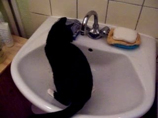 chat lavabo