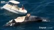 [AMAZING] Australian idiot surfs dead whale as sharks circle Harrison Williams