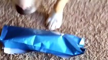 Miniature Bull Terrier Rusty opens up his Christmas present.
