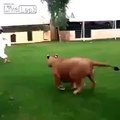 fat lioness attacks guy who's trying to escape by climbing fence