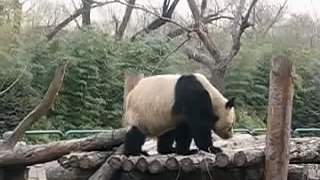 Panda Bear Grinding!