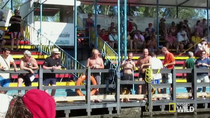 one woman one dolphin