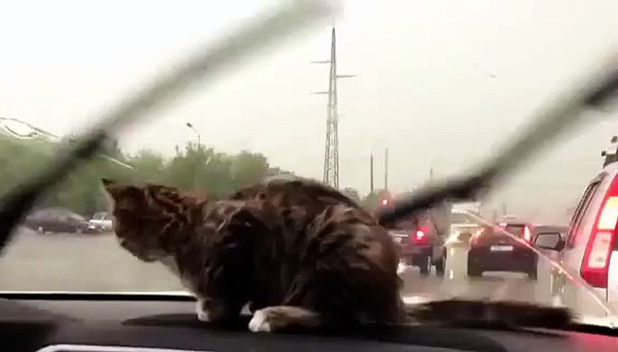 Ever Seen A Kitten That Impressed Of Windshield Wipers ?
