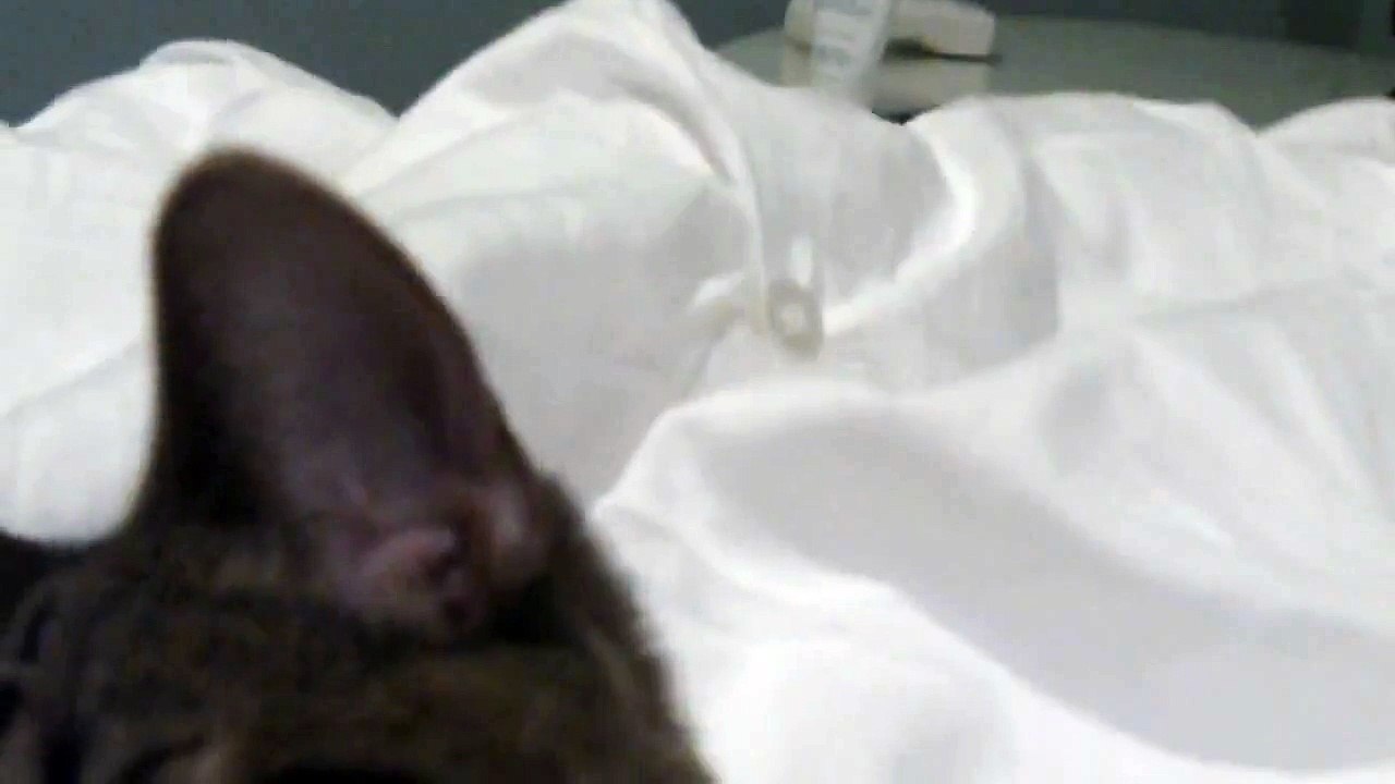 Narcoleptic Cat