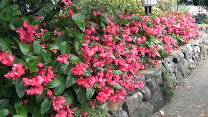 butchart garden kevin