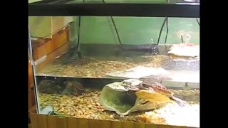 My Aquatic Turtles and Aquarium Tour