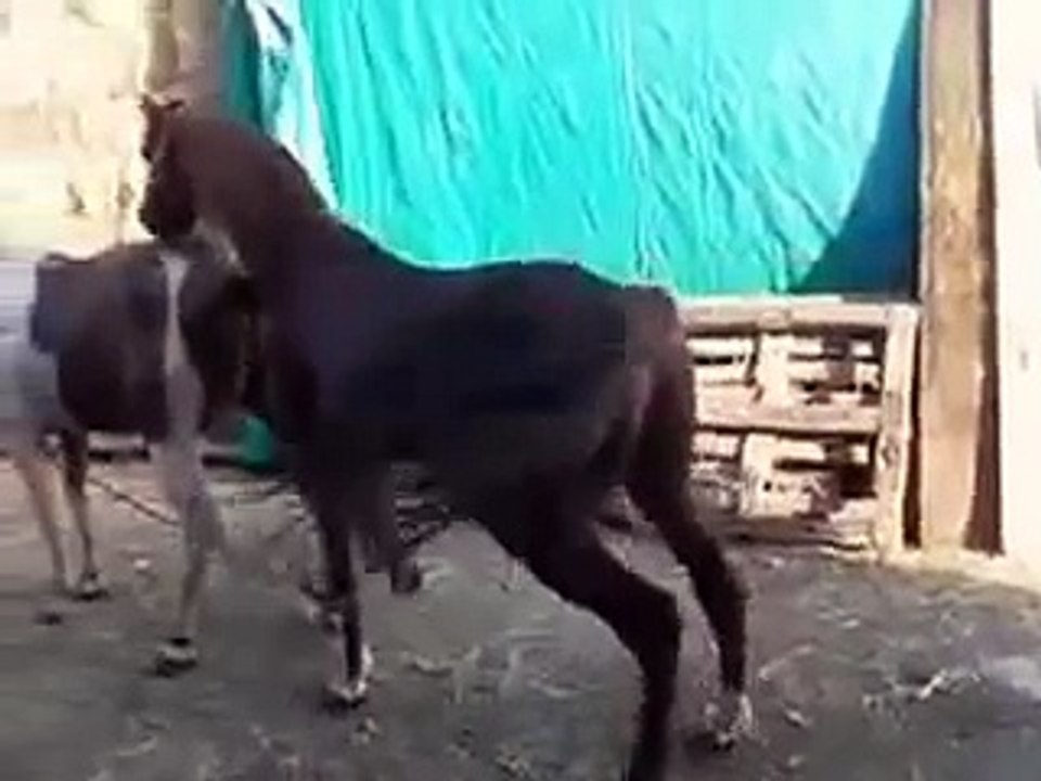 Animal reproduction accoppiamento cavalli