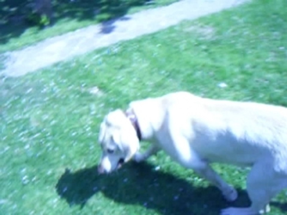mon chien