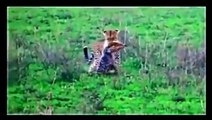 Leopard Attack And kills jackal - Animals Attack - Wildlife Documentary