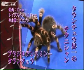 â-JAPANESE MORTAL KOMBAT BUG WARS ARE BACK!-â