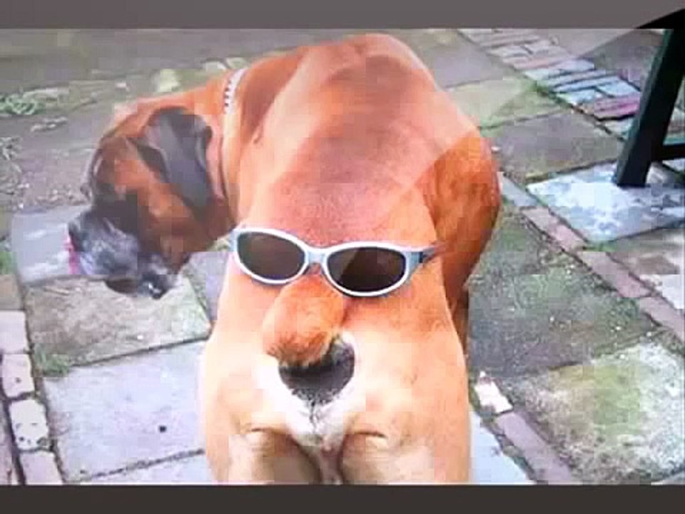 Funny New Lustige Videos Zum Totlachen Deutsch lustige Videos, Witzige Videos, Fail, lol 016