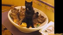 FUNNY VIDEOS_ Funny Cats - Funny Cat Videos - Funny Animals - Cats Playing in Sinks Compilation