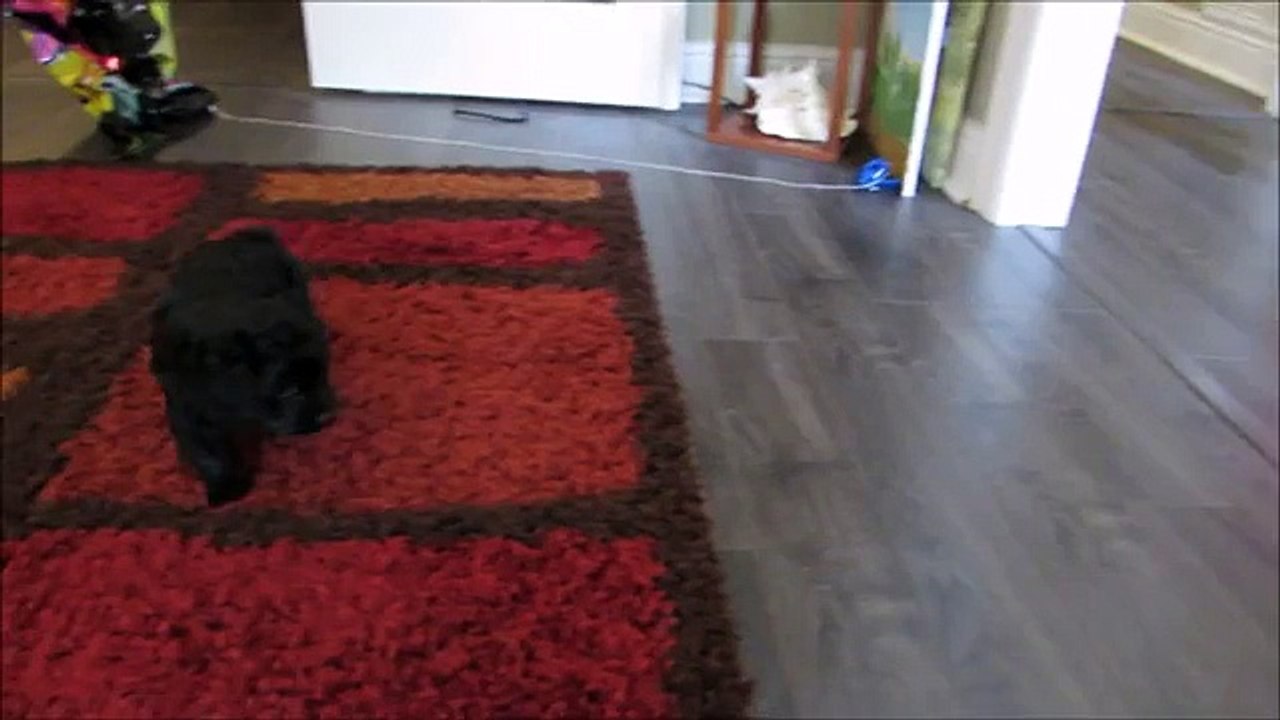 Jet The Funny Cockapoo Puppy VS Hex Bug