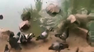 Turtle Vs Pigeon
