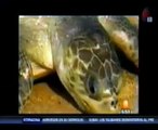 Arribada de tortugas marinas en Ixtapilla, Mexico
