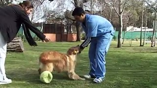 MUNDO VETERINARIO - Raza Cimarrón Uruguayo - Obesidad en perros y gatos