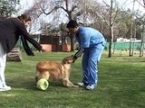 MUNDO VETERINARIO - Raza Cimarrón Uruguayo - Obesidad en perros y gatos