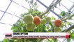 Local researchers use sound waves to delay ripening of tomatoes
