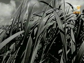 Black - Wonderful life (vidéo)