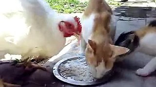 Funny Animals Eating Together