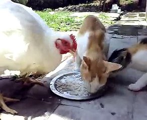 Funny Animals Eating Together