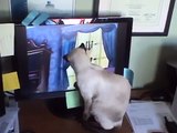 Silly Siamese cat playing with cartoon