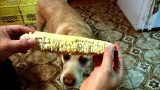 Funny Animals The Corn Eating CHAMP | Funny Videos 2015