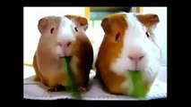 Funny Videos These fun animal comedy