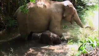 Elephant Baby- First Swim
