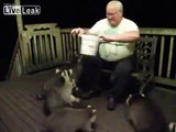 Obese Racoons Fed by Large Man with Big Heart