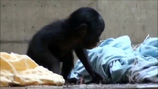 Zoo Stuttgart - Wilhelma: Bonobobaby Lubao