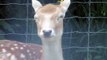 Travel Alberta-Calgary Zoo-seems unhappy animals-deer-Canon powershot sx40hs 1080P