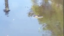 Walt Disney World - Un véritable alligator sur Splash Mountain