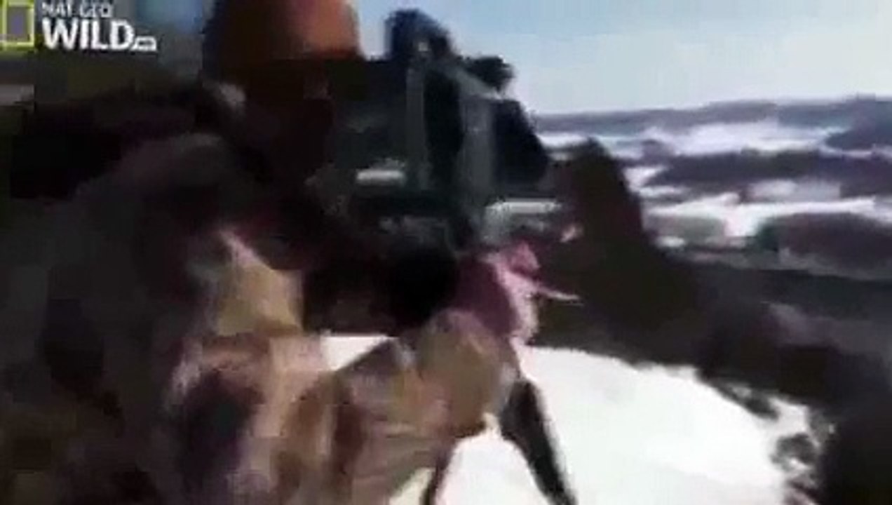 American Bald Eagle - Flying, Hunting (Nature Wildlife Documentary) - Animals Planet