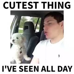 Cutest Dog Ever Seen