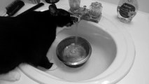 Goofy Cat Drinks From Sink