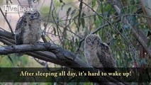 Adolescent Owls Hold Hands and Prepare for a Night Out