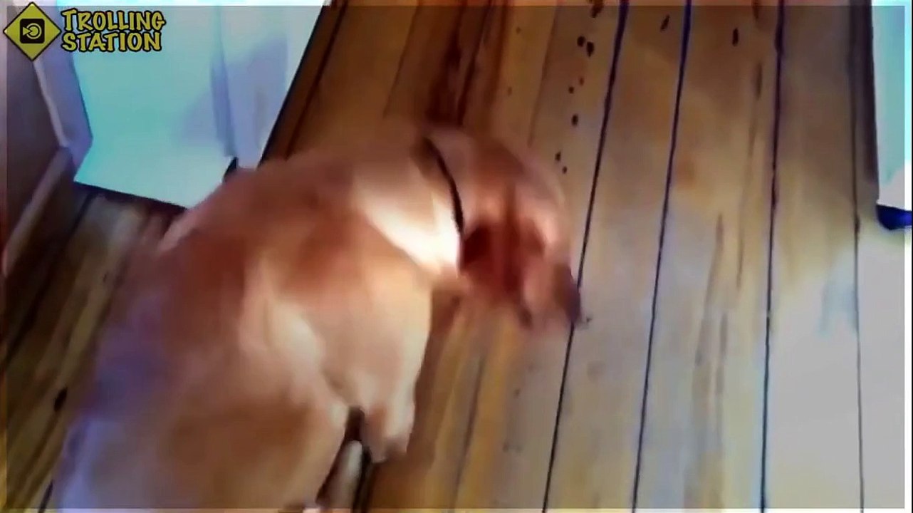 Ultimate Funny Guilty Dog Video Compilation 2015 NEW HD | funny animals compilation