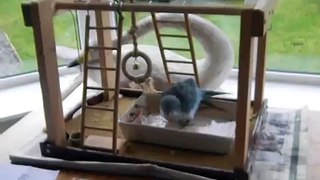 Baby Quaker parrot enjoying his first bath