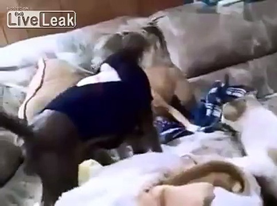 Who is the Pussy now?