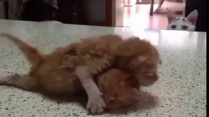 Cat Wants to Play With Newborn Kittens!