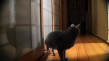 Funny Kitty cat knocking on door
