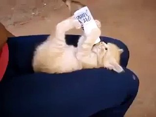 I is a small baby kitten and I drinks milk by myselfs from a bottle