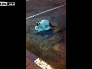 Sexually Frustrated Arab Girls Recording Cats Fucking