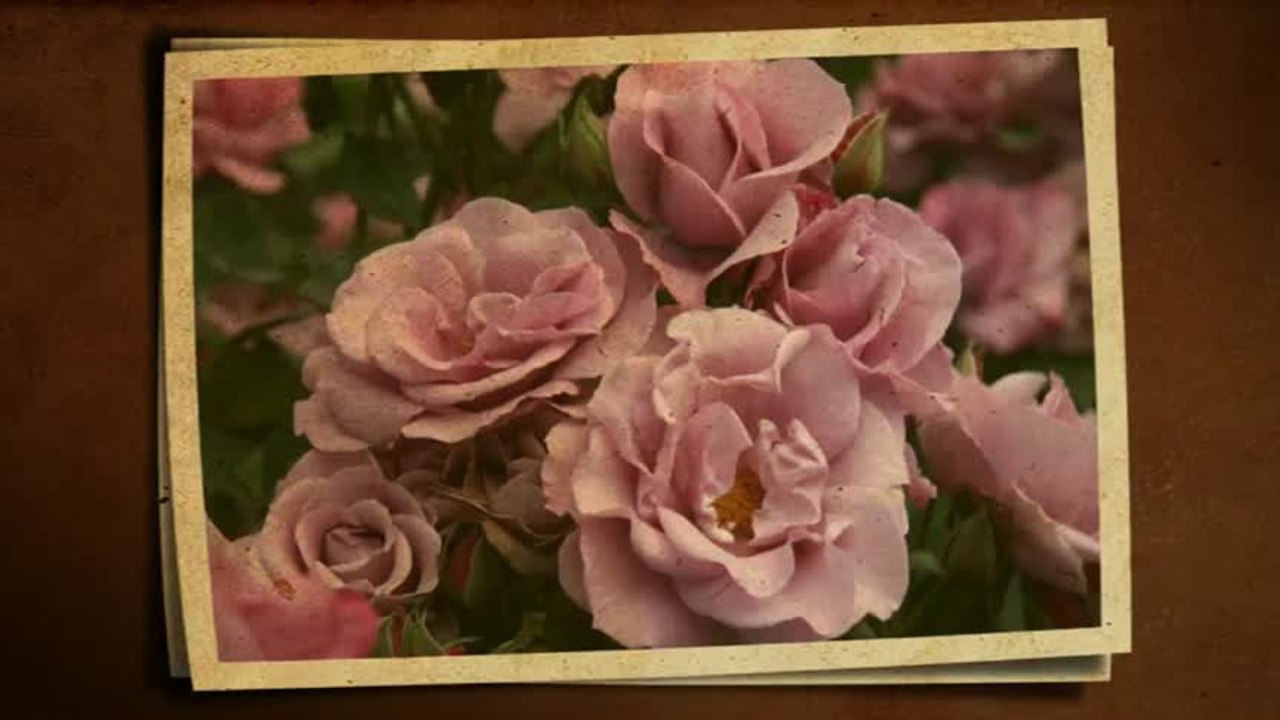 Nikola Pavlovic - Konja jase mlado paracince