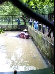 Eating by man A big Animal in the water.