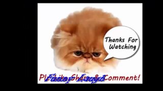 Funny Videos 2015   Funny Cats Video   Funny Cat Videos Ever   Funny Animals Funny Fails 2015 2