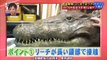 English sub Funny Japanese Prank Humans vs Crocodile