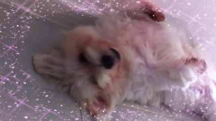 Maltese puppies! Adorable and Cute